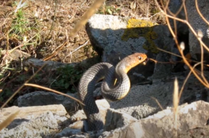 snakes Andros-1