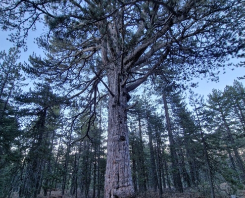 troodos_12